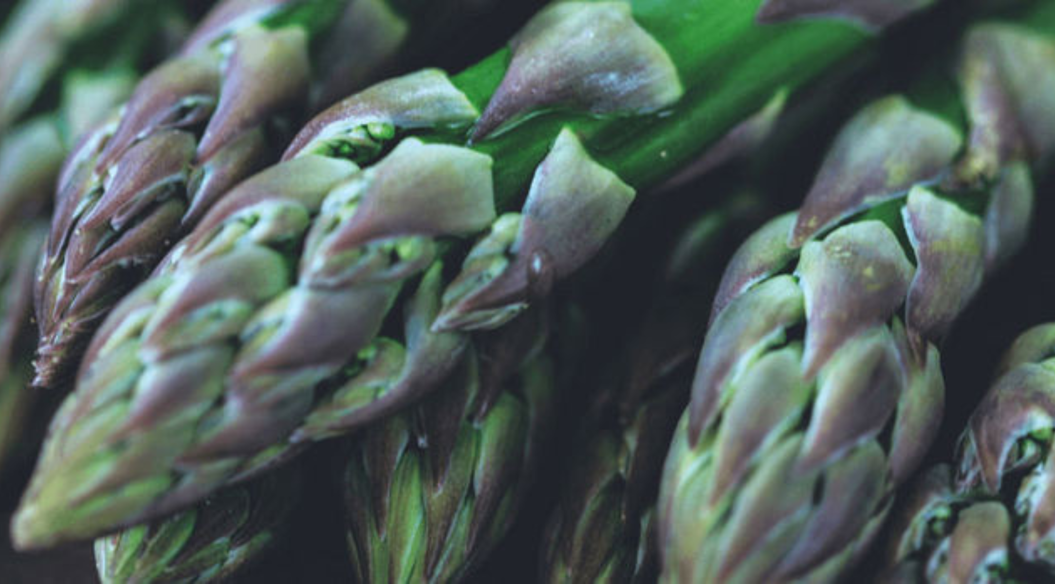 Spargelwissen: Unterschiede zwischen weißem, grünem und violettem Spargel